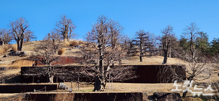 사유원 이색지대 풍설기천년…300년 이상된 모과 고목은 옮겨 심은 것들이다. 이재기 기자