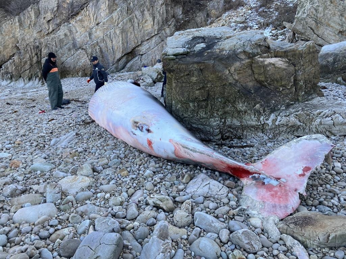 지난 25일 낮 12시49분쯤 길이 7.4m, 둘레 5m 크기 밍크고래 사체가 백령도 북쪽 고봉포 해안 인근에서 발견됐다. 연합뉴스