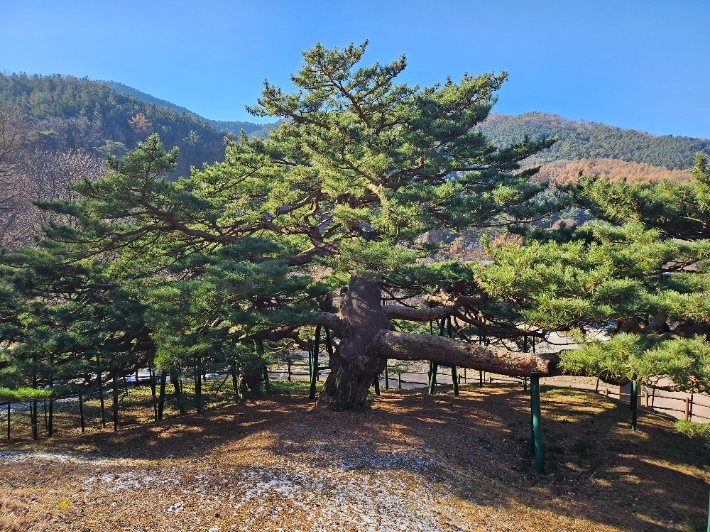 포천 직두리 부부송. 경기도관광공사 제공