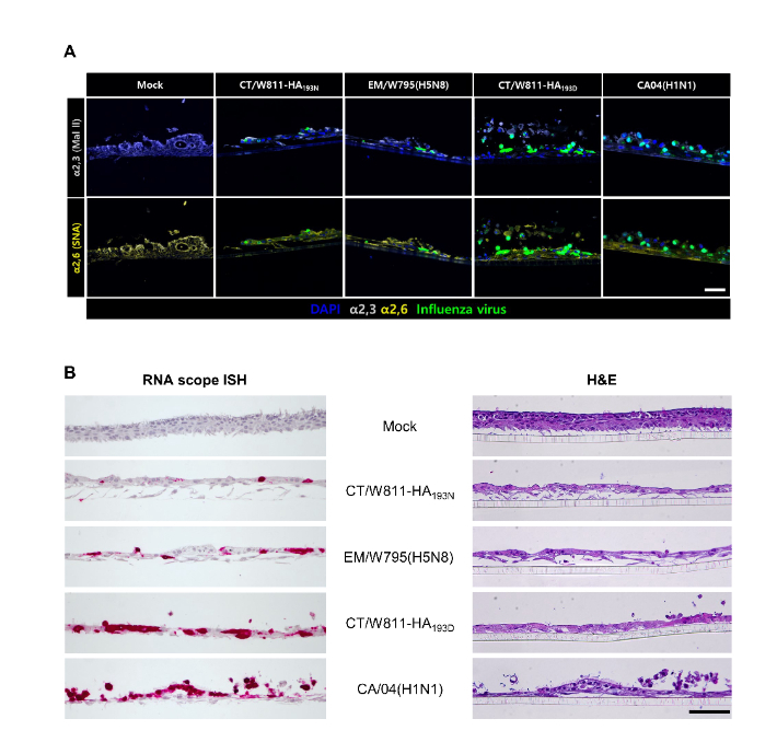 두 변이 바이러스의 인체 유래 호흡기 세포 감염력 및 증식성 비교. 기초과학연구원 제공