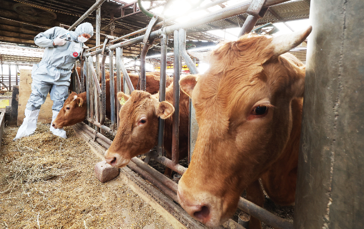 구제역 백신 접종. 연합뉴스