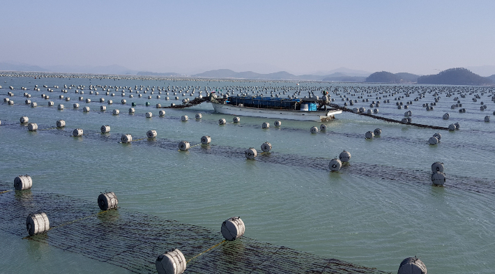 김 채취 사진. 전라남도 제공