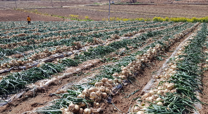 양파 수확 사진. 전라남도 제공