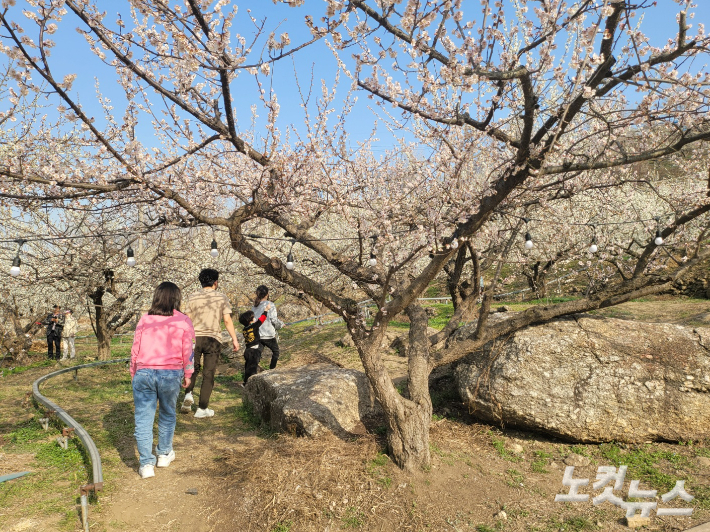 제22회 광양매화축제를 찾은 상춘객들. 유대용 기자