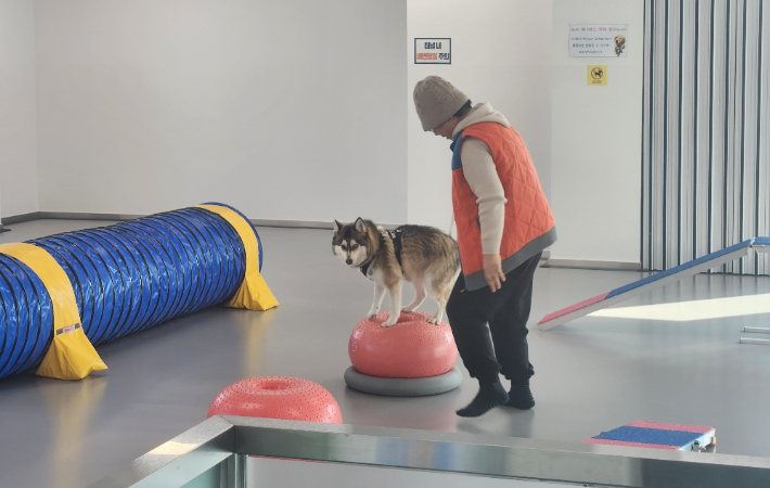 반려동물 문화센터-순천 실내놀이터. 전라남도 제공