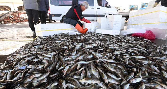 강원 동해안 겨울철 별미 도루묵. 연합뉴스