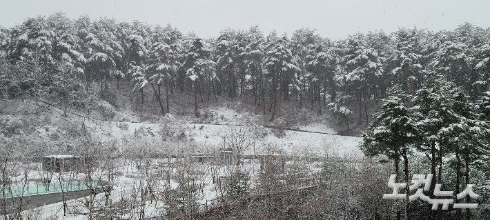 15일 강원산지와 동해안 지역에 대설주의가 발효된 가운데 강릉에 10cm 안팎의 눈이 내렸다. 전영래 기자
