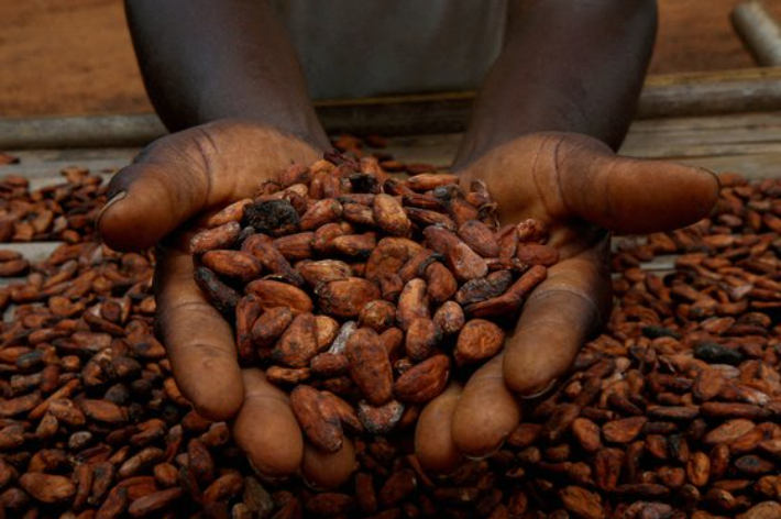 코트디부아르 신프라에서 농부가 말리고 있는 카카오 열매. 연합뉴스 