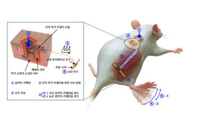 인체 이식형 촉각 기능 스마트 바이오닉 인공피부 메커니즘. 한국과학기술연구원 제공