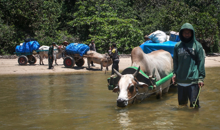 지난 11일 인도네시아 람풍에서 투표관리원들이 황소를 이용해 선거 물품을 나르고 있다. 연합뉴스