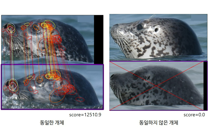 점박이물범 뺨의 패턴 분석. 수과원 제공