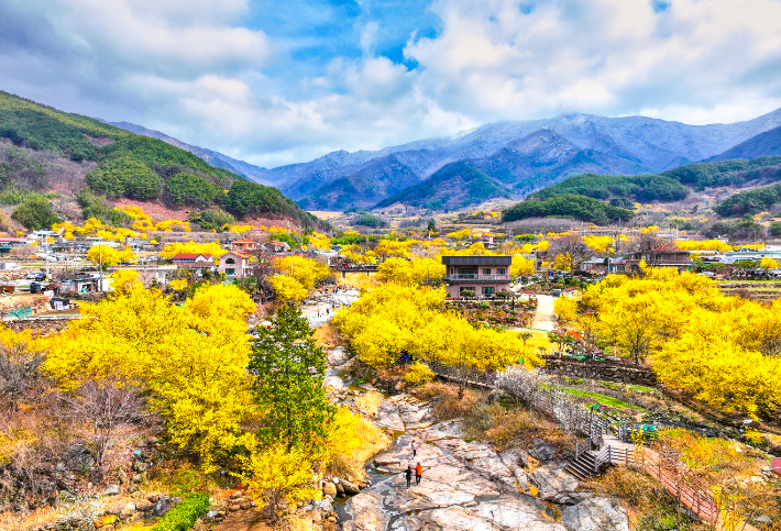 구례산수유꽃축제가 열리는 전남 구례군 산동면 지리산 온천 관광지 일대. 구례군 제공