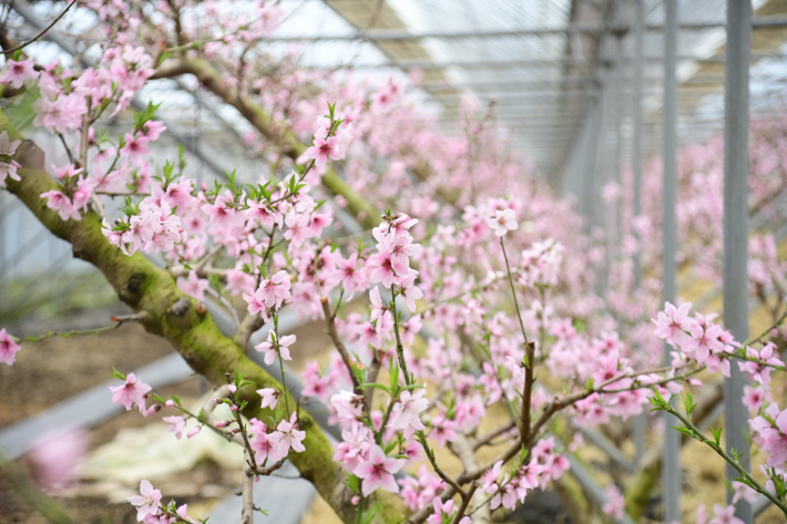 전북 남원시 시설하우스에서 매서운 겨울 한파를 이겨낸 복숭아 나무가 붉은 꽃망울을 터트리며 봄의 시작을 알리고 있다. 남원시 제공