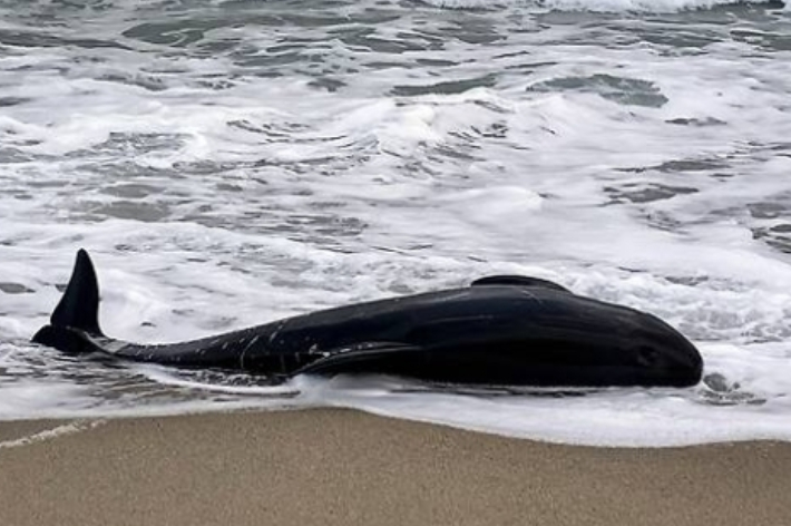 울진 해안에서 발견된 큰머리돌고래 모습. 울진해경 제공
