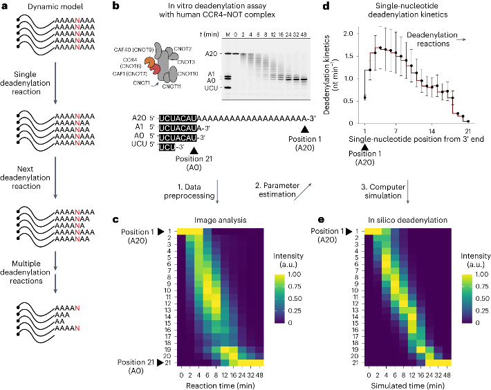 mRNA 꼬리에 대한 단일핵산 분석 방법론. 기초과학연구원 제공