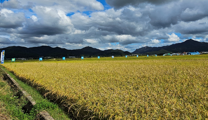 친환경 벼 생산 단지 사진. 전라남도 제공