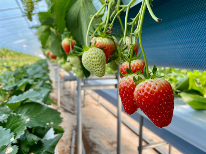 딸기 우량모주. 경남도청 제공 