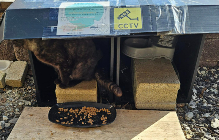 완도군 고양이 급식소. 전길연 제공 