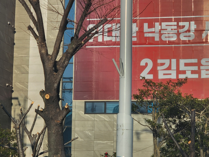 현수막 앞 가로수들이 잔가지를 정리하는 일반적인 가지치기와 달리 굵은 가지가 잘린 모습. 독자 제공