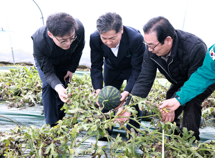 경남농협 김진욱 국장, 조근수 본부장, 송병우 조합장(사진 왼쪽부터)이 수박농가 피해 현장점검을 실시하고 있다. 경남농협 제공   