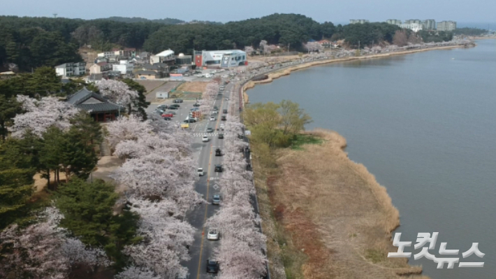 강릉 경포호 주변에 만개한 벚꽃. 전영래 기자