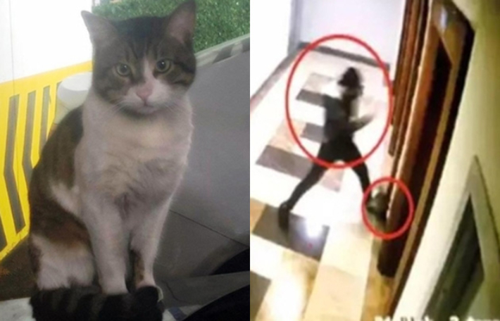 새해 첫날 살해된 고양이 '에로스'(왼쪽)·케로을란이 고양이를 학대하는 장면. 연합뉴스