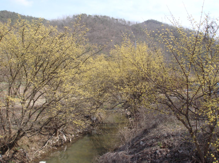 의성 산수유. 경북도 제공 