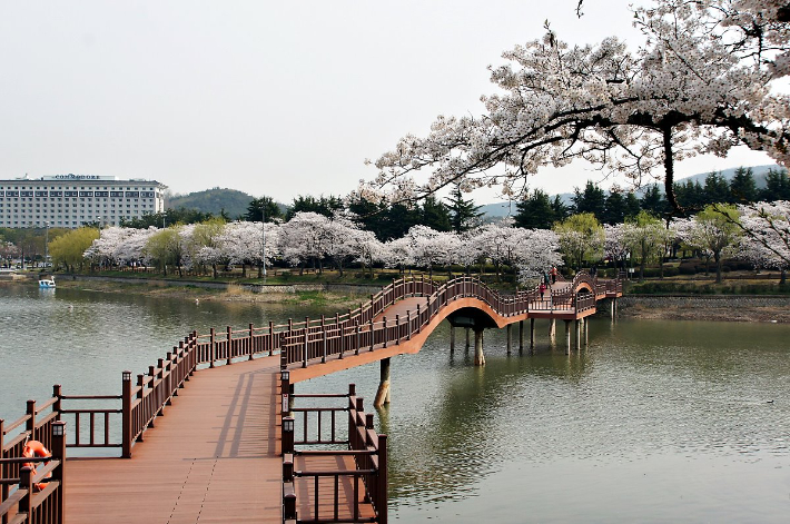 경주 벚꽃. 경북도 제공