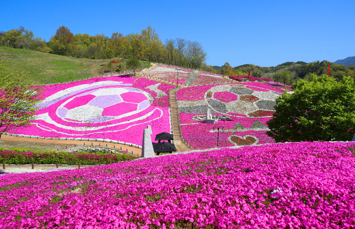 산청 생초꽃잔디 축제. 경남도청 제공 