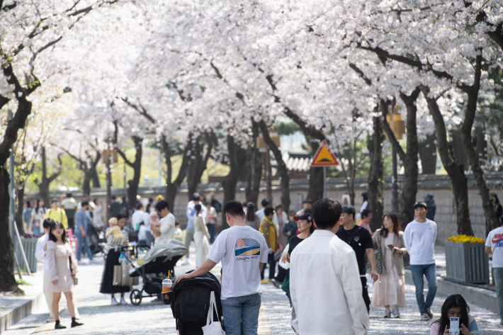 지난해 열린 경주벚꽃축제 모습. 경주시 제공