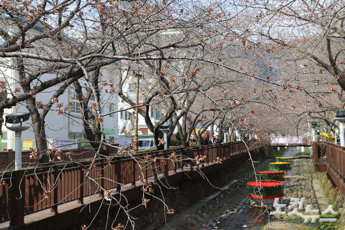 여좌천 벚나무들이 아직 꽃망울 터뜨리지 못했다. 이상현 기자