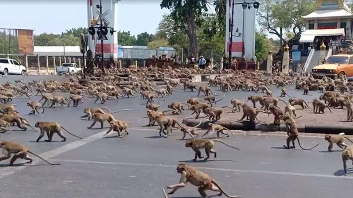 태국 롭부리시 도심에서 '패싸움'을 벌이는 원숭이 무리. 'Sasaluk Rattanachai' 페이스북 캡처