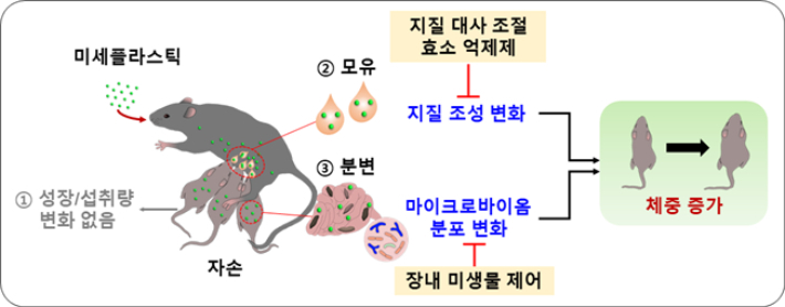 모체가 섭취한 초미세플라스틱이 자손의 체중 증가를 유도하는 과정. 한국생명공학연구원 제공