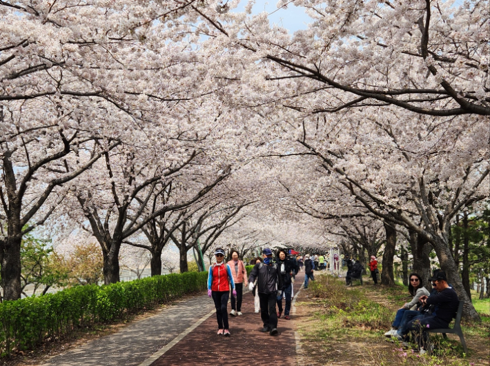 벚꽃이 만개한 부산 사상구 삼락생태공원에서 시민들이 봄을 즐기고 있다. 정혜린 기자
