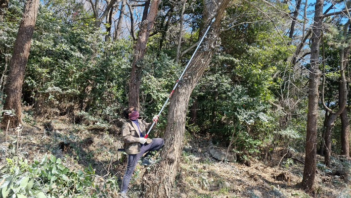 전남 여수시가 겨울 철새 민물가마우지로 인해 백화현상이 나타난 장군도에서 서식지 제거 작업을 하고 있다. 여수시 제공