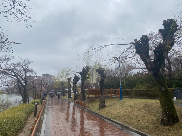 과도한 가지치기로 일명 '닭발' 가로수로 흉물스럽게 변한 보문호 버드나무. 경주환경운동연합 제공 