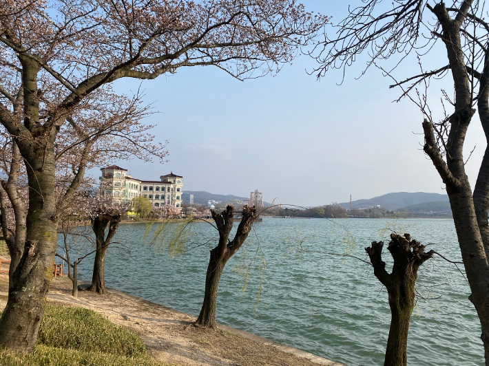 과도한 가지치기로 일명 '닭발' 가로수로 흉물스럽게 변한 보문호 버드나무. 경주환경운동연합 제공 