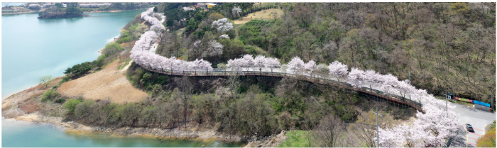 전북 임실 옥정호 주변에 핀 벚꽃. 임실군 제공