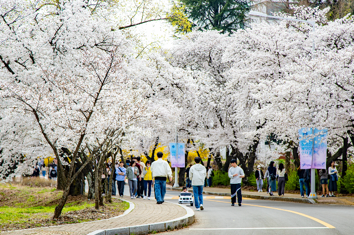 벚꽃이 만개한 캠퍼스 길을 따라 학생들이 이동하고 있다. 영남대 제공 