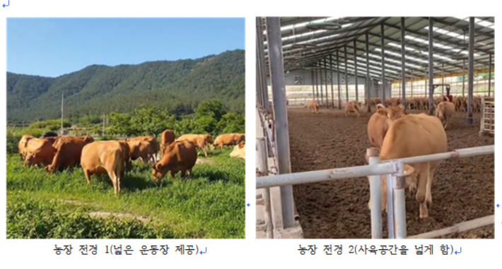 한우에게 초지를 제공하고 사육공간을 확대한 강진 장수팜 우수사례. 농식품부 제공