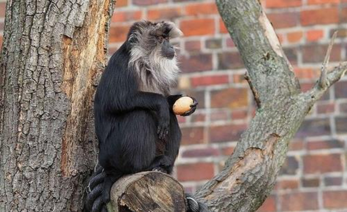 도둑맞은 동물원 원숭이, 나흘 만에 아파트 나무 위 포착