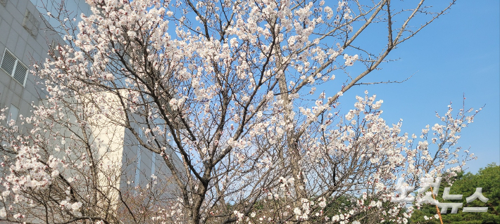 5일 경포벚꽃축제가 개막한 가운데 그동안 개화 시기가 늦어졌던 벚나무에서 꽃망울이 터지기 시작했다. 전영래 기자