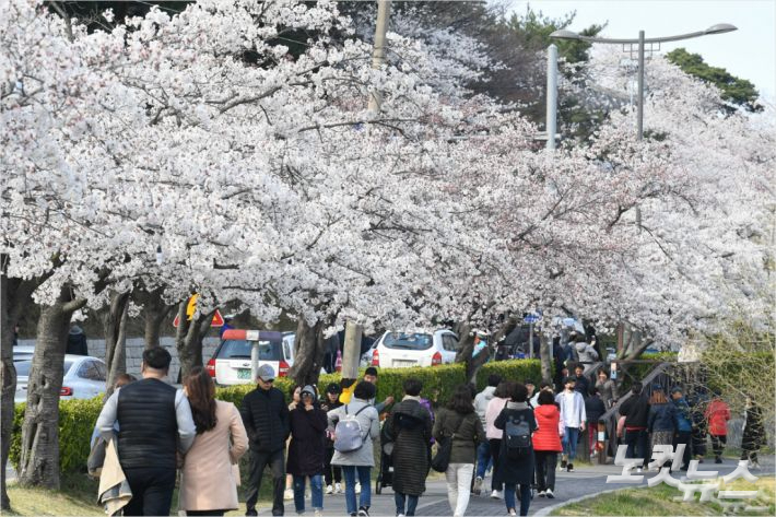 경포벚꽃축제장을 찾은 시민과 관광객들. 전영래 기자