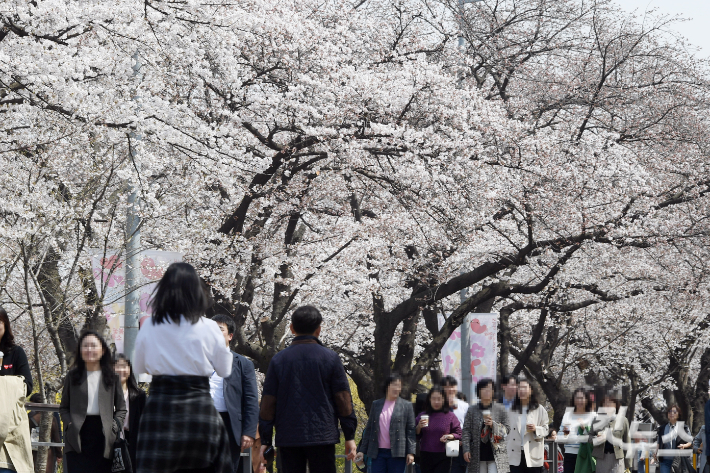 벚꽃 향기 가득 포근한 봄 날씨…다음주 25도까지 오르는 때이른 고온 현상