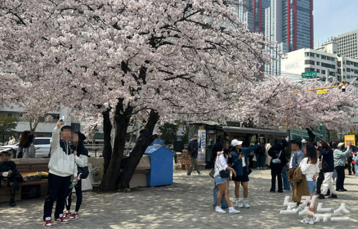 포근한 날씨에 핀 벚꽃…서울 한발 늦은 개화에 이번주 절정