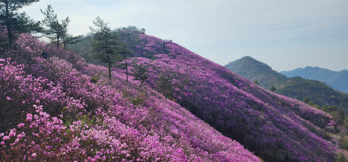 진달래가 활짝 핀 천주산. 독자 제공