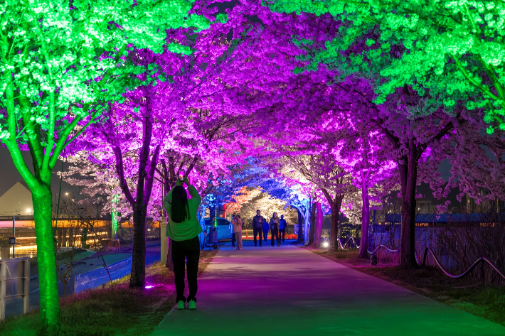 동해시가 최근 지역의 젖줄인 '전천' 제방길에 설치한 야간 경관조명이 만개한 벚꽃과 어우러져 또 다른 볼거리를 제공하면서 시민, 관광객들의 발길이 이어지고 있다. 동해시 제공