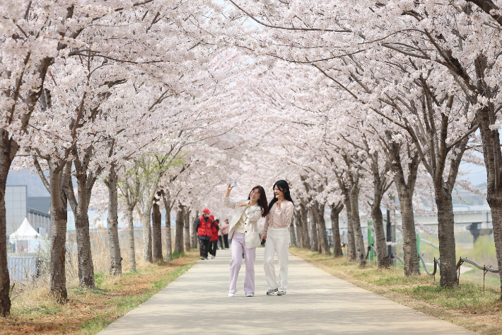 동해시 벚꽃의 대표명소로 꼽히고 있는 전천 제방길. 동해시 제공