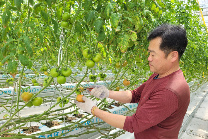 전라남도가 담양에서 차인수 대표가 친환경농법으로 재배한 '완숙 토마토'를 4월의 친환경 농산물로 선정한 가운데 차 대표가 재배한 토마토 생육 상태를 확인하고 있다. 전라남도 제공