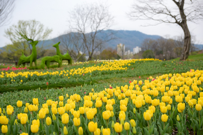 순천만국가정원. 순천시 제공 